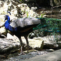 Ein Pfau im Bereich einer Wirtschaft auf dem Weg zum Profitis Ilias.