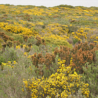 Phrygana near Punta Negra, inter alia habitat of Gennaria diphylla and Serapias cordigera.