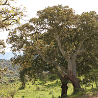 Korkeiche bei Monte Arvigano, Standort vieler Orchisarten.