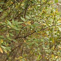 Erdbeerbaum mit kleinen Früchten in den Wäldern um Domusvovas.