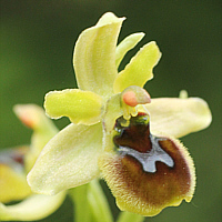 Ophrys araneola