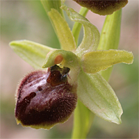 Ophrys minipassionis