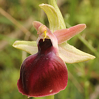 Ophrys helenae