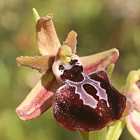 Ophrys leucophthalma