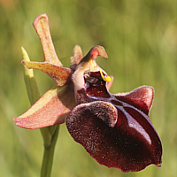 Ophrys mammosa