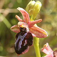 Ophrys spruneri