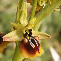 Ophrys aesculapii