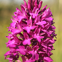 Anacamptis pyramidalis