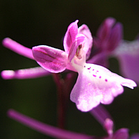 Orchis anatolica