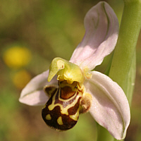 Ophrys apifera