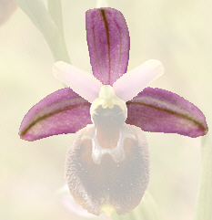 Ophrys panettensis