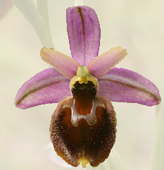 Ophrys panettensis