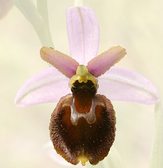 Ophrys panettensis