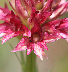 Nigritella rhellicani 'Harakiri'