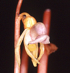 Epipogium aphyllum