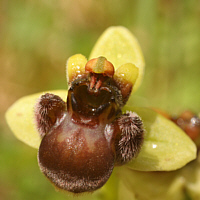 Ophrys bombyliflora