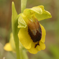 Ophrys corsica