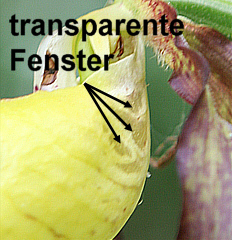 Cypripedium calceolus Fenster