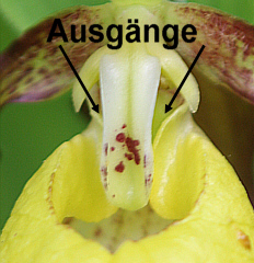 Cypripedium calceolus Ausgänge