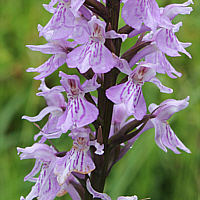 Dactylorhiza fuchsii