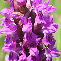 Dactylorhiza incarnata