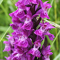 Dactylorhiza majalis