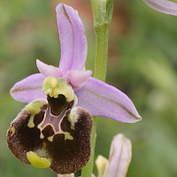 Ophrys gracilis