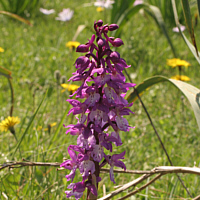 Orchis ichnusae