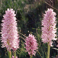 Orchis italica