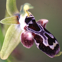 Ophrys kotschyi