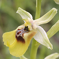 Ophrys lacaitae