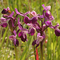 Orchis longicornu