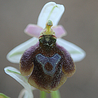 Ophrys lucis