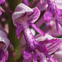 Orchis militaris