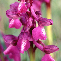 Orchis morio