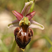 Ophrys morisii