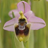 Ophrys neglecta