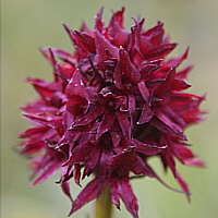 Nigritella rhellicani