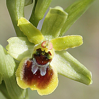 Ophrys araneola