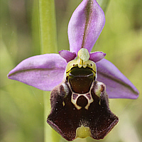 Ophrys fuciflora