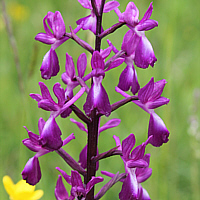 Orchis laxiflora