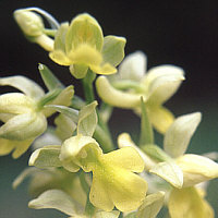 Orchis pallens