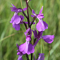 Orchis palustris