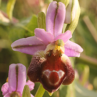 Ophrys argolica