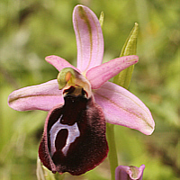 Ophrys ferrum-equinum