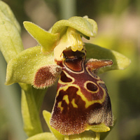 Ophrys attica