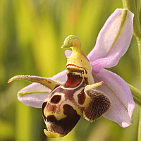 Ophrys oestrifera