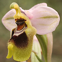 Ophrys ulyssea