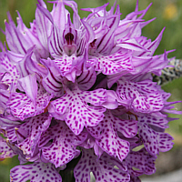 Orchis tridentata