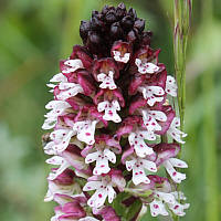 Orchis ustulata